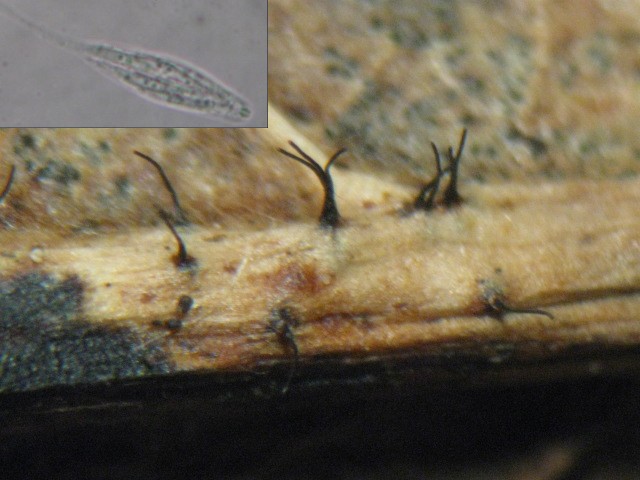 macrostoma