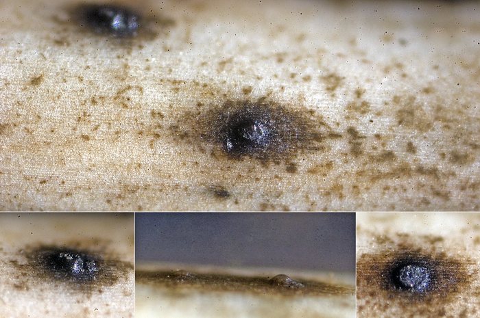 macrostoma