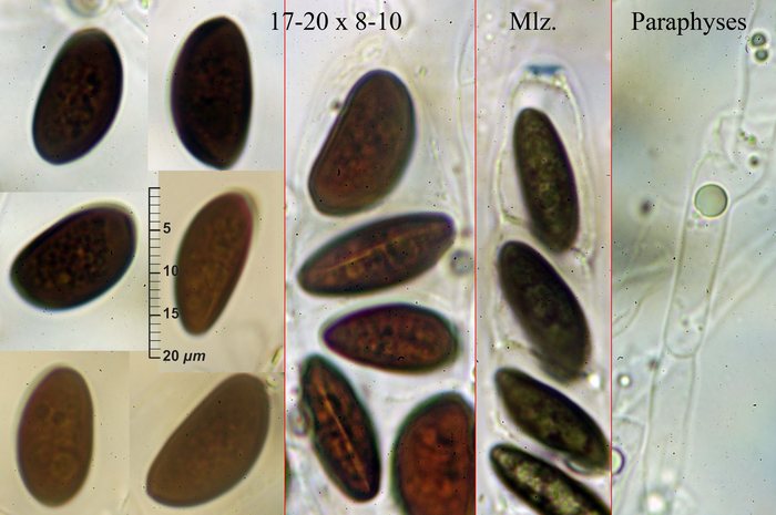 macrostoma