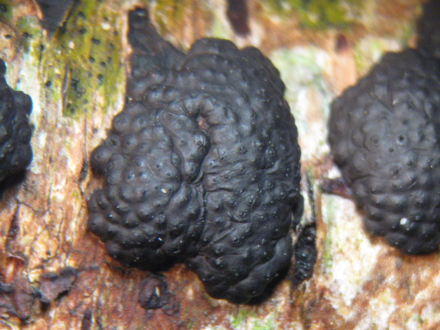 macrostoma