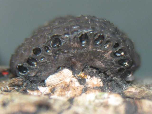 macrostoma