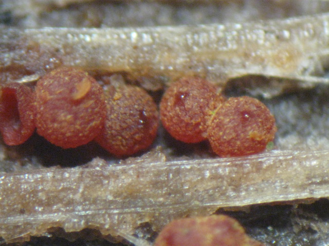 macrostoma