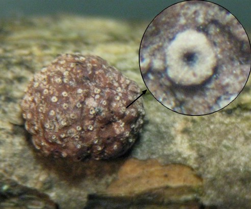 macrostoma