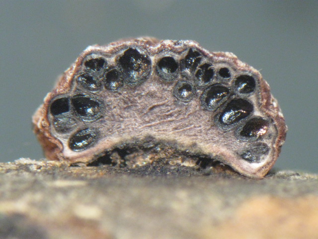 macrostoma