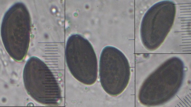 macrostoma