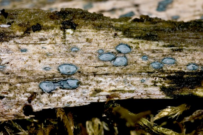 macrostoma