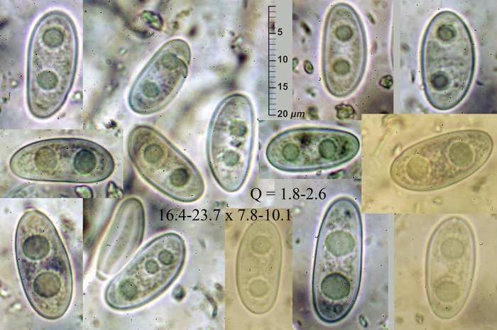 macrostoma