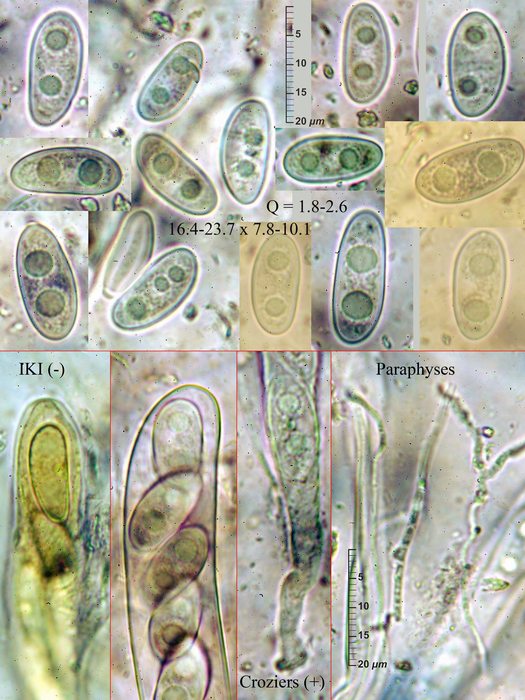 macrostoma