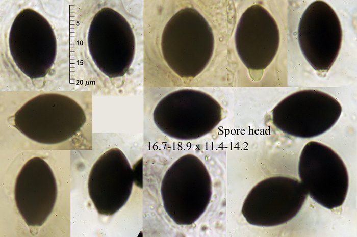 macrostoma