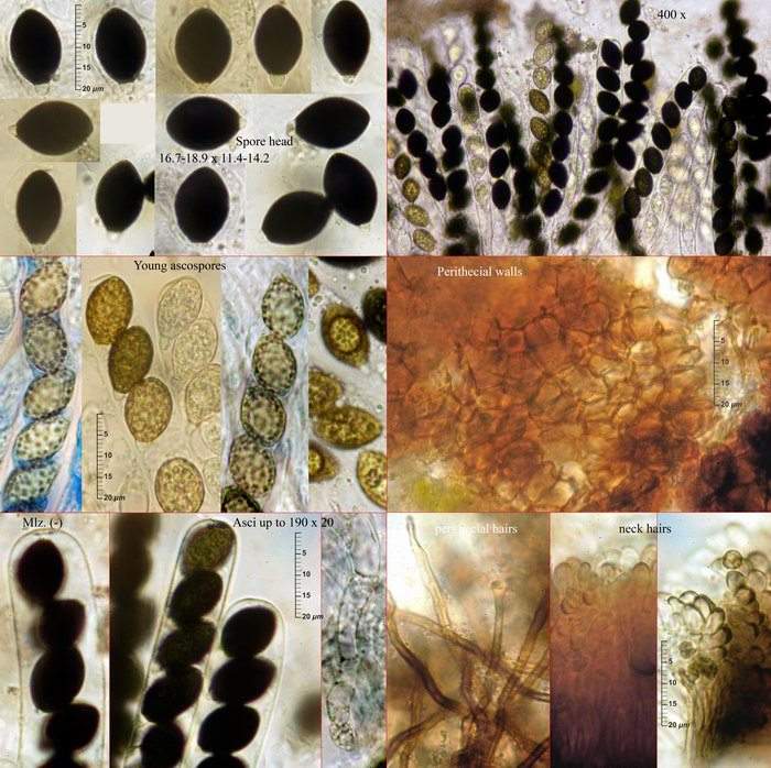 macrostoma