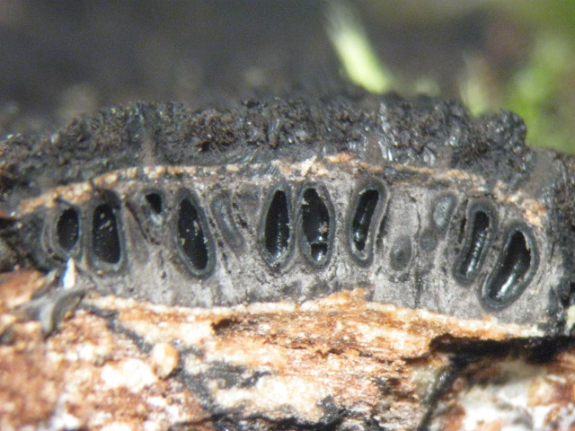 macrostoma