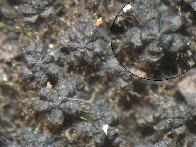 macrostoma