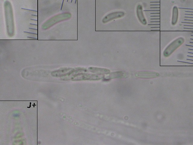 macrostoma