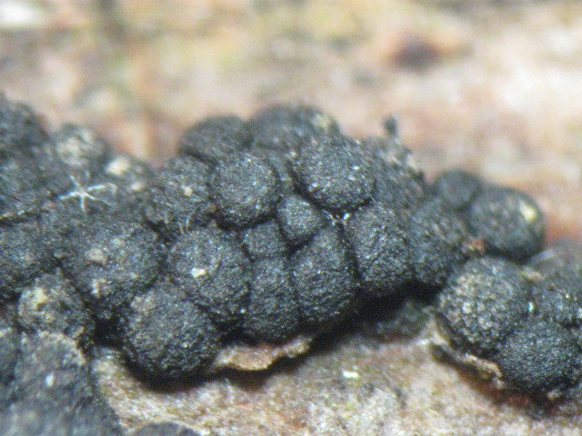 macrostoma
