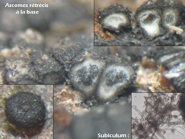macrostoma