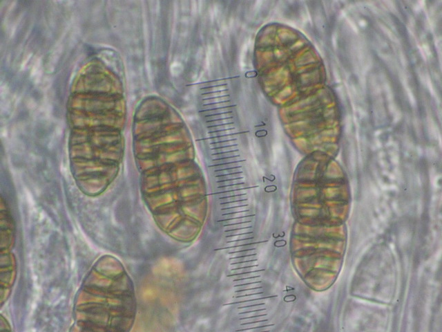 macrostoma