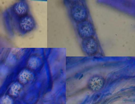 macrostoma
