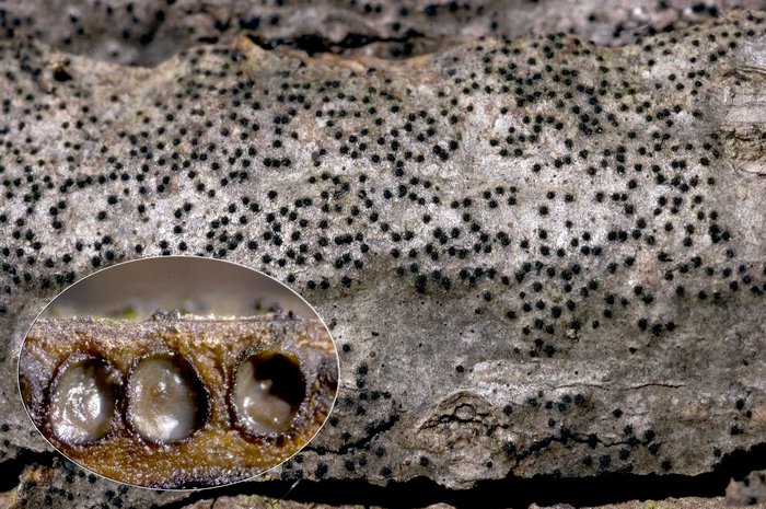 macrostoma