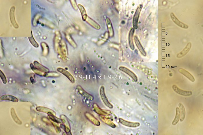 macrostoma