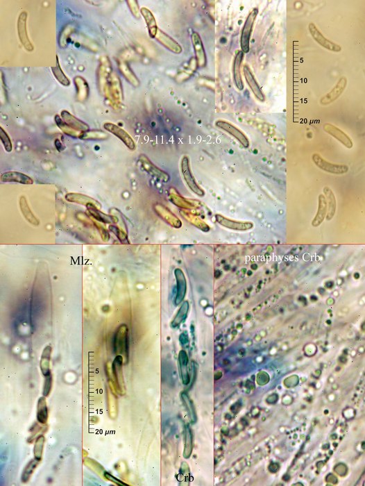 macrostoma