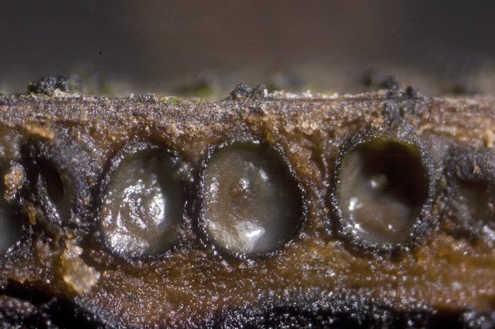 macrostoma