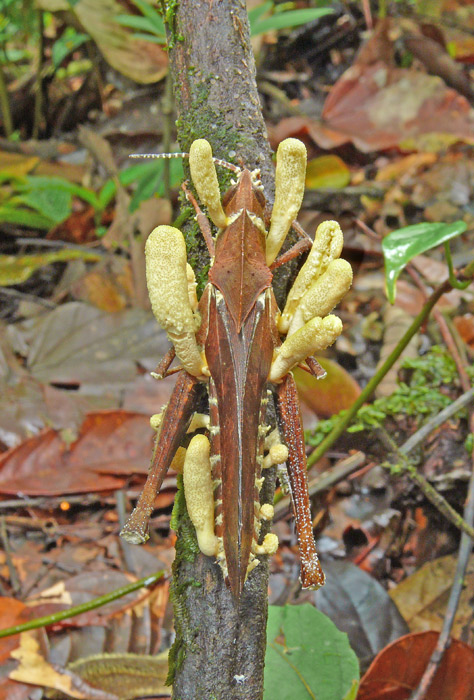 macrostoma