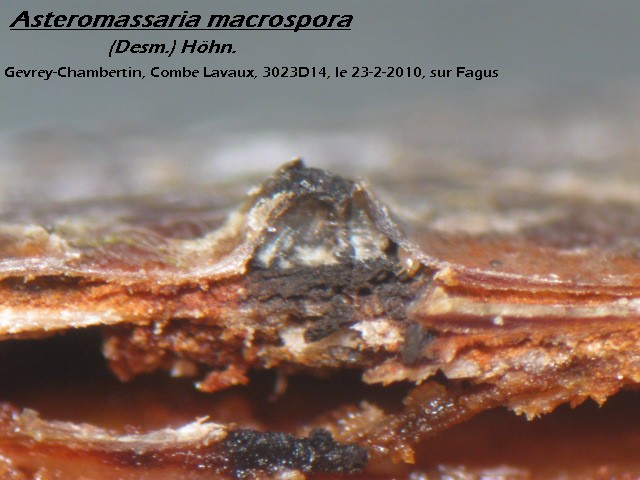 macrostoma