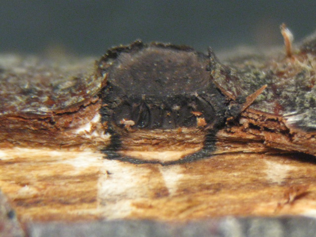 macrostoma