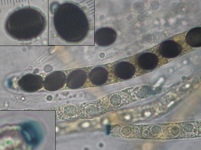 macrostoma
