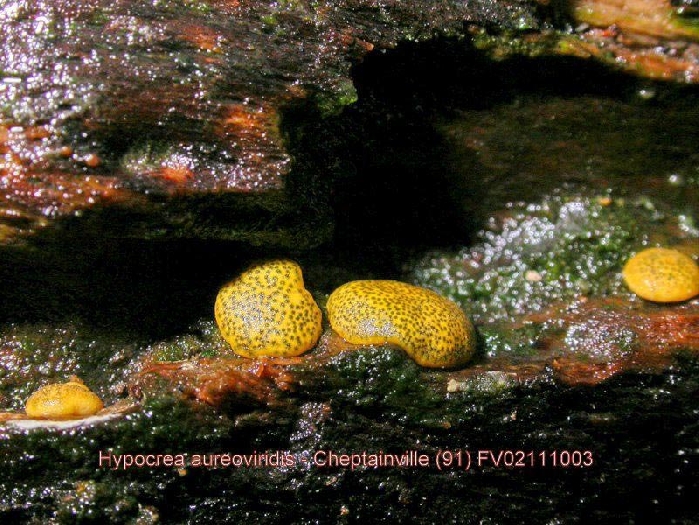 macrostoma