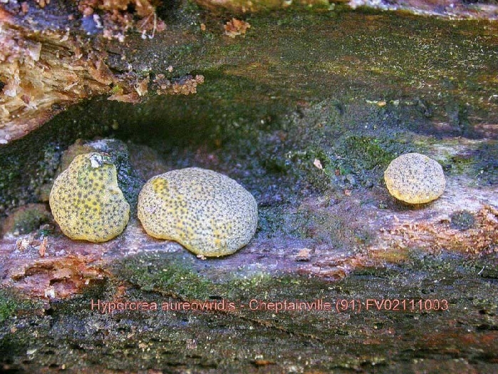 macrostoma