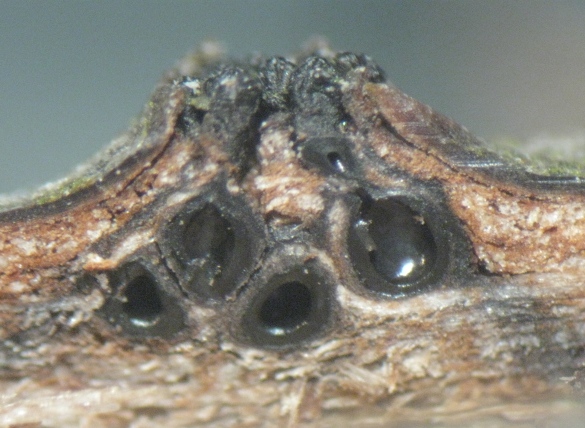 macrostoma