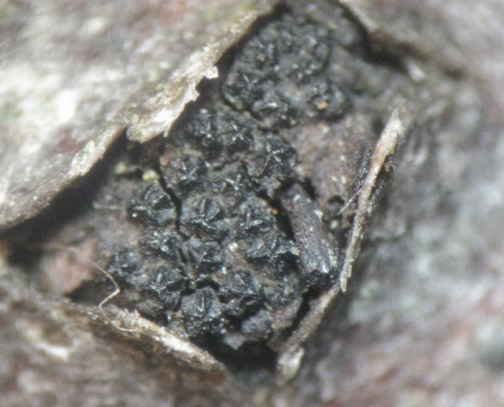 macrostoma
