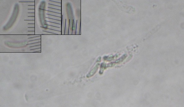macrostoma