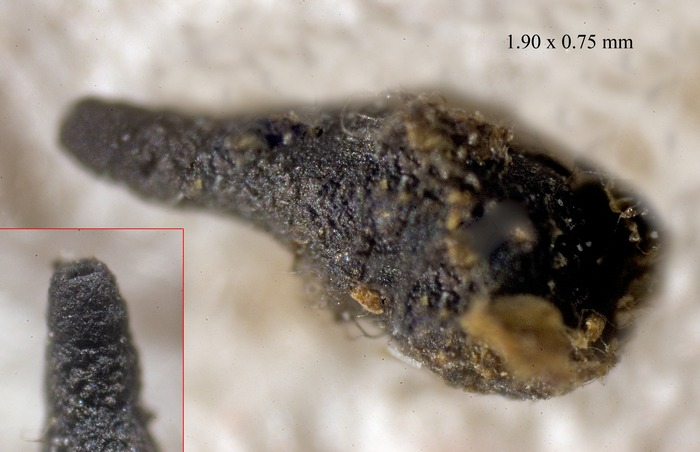 macrostoma