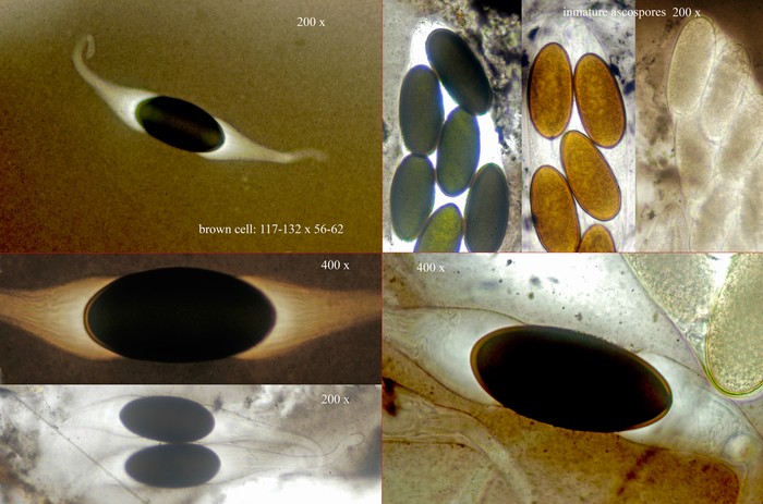 macrostoma