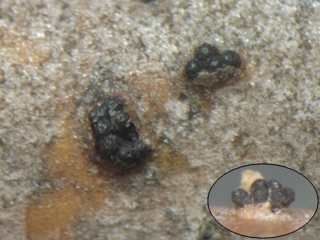 macrostoma