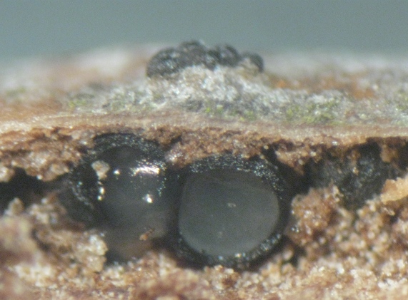 macrostoma