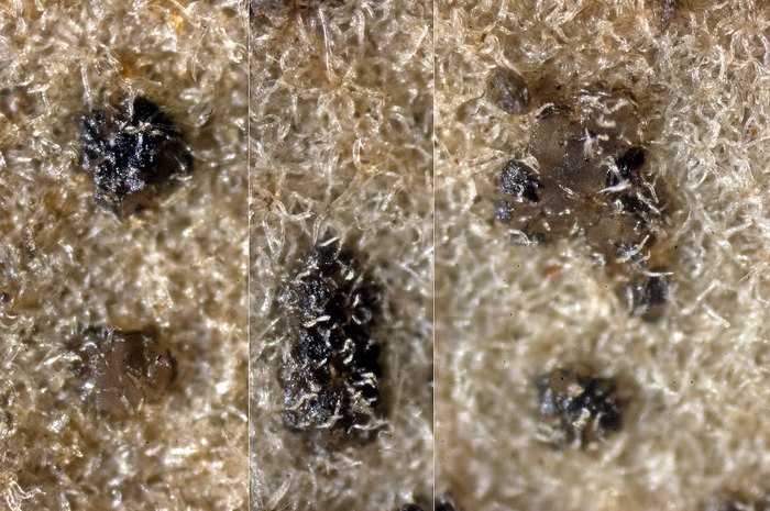 macrostoma