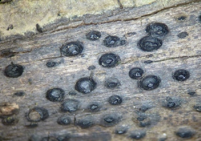 macrostoma