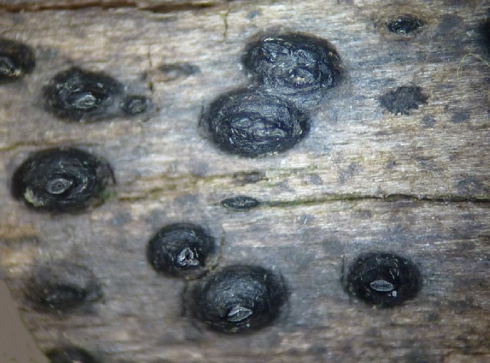 macrostoma