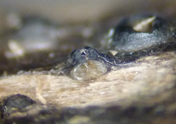 macrostoma
