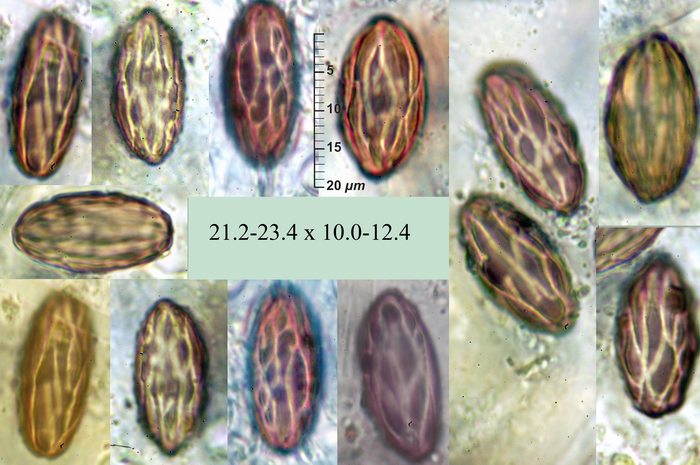 macrostoma