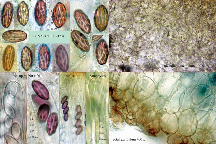 macrostoma