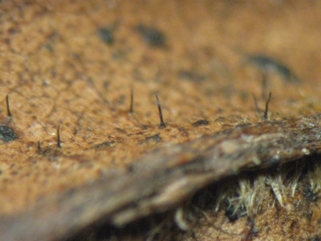 macrostoma