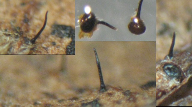 macrostoma