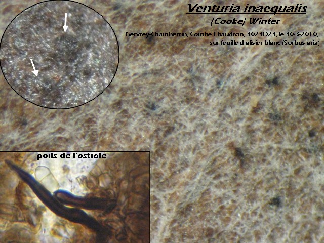 macrostoma