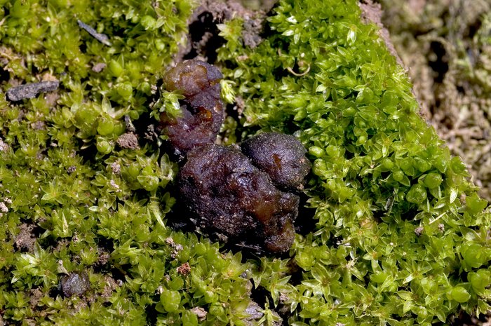 macrostoma