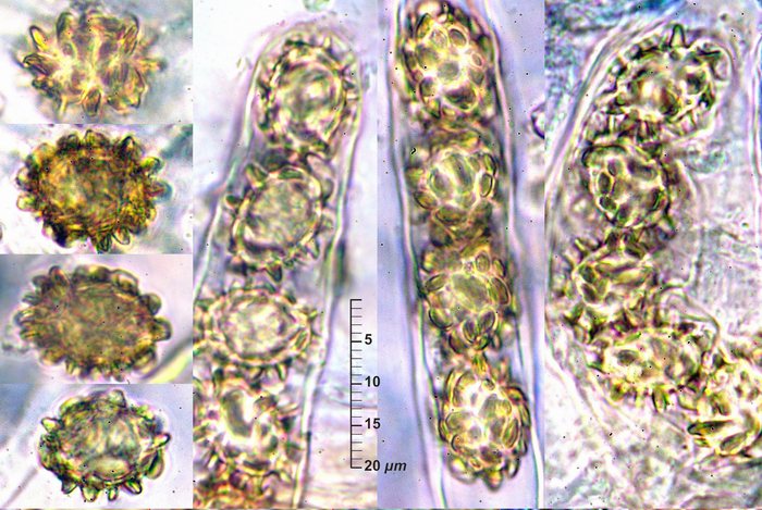 macrostoma