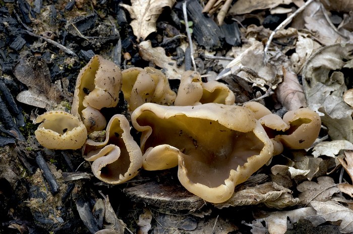 macrostoma